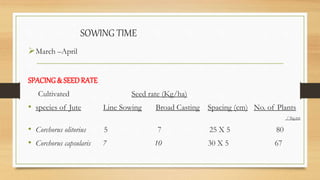 SOWING TIME
March –April
SPACING& SEEDRATE
Cultivated Seed rate (Kg/ha)
• species of Jute Line Sowing Broad Casting Spacing (cm) No. of Plants
/ Sq.mt
• Corchorus olitorius 5 7 25 X 5 80
• Corchorus capsularis 7 10 30 X 5 67
 