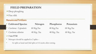 FIELD PREPARATION
Deep ploughing
Fine tilth
Manures and Fertilizers
• Cultivated Species Nitrogen Phosphorus Potassium
• Corchorus Capsularis 60 Kg/ha 40 Kg/ha 60 Kg/ha
• Corchorus olitorius 40 Kg /ha 40 Kg /ha 60 Kg /ha
 5 ton FYM
• Nitrogen should be applied in 2 splits –
• 1st split as basal and 2nd split at 4-6 weeks after sowing.
 