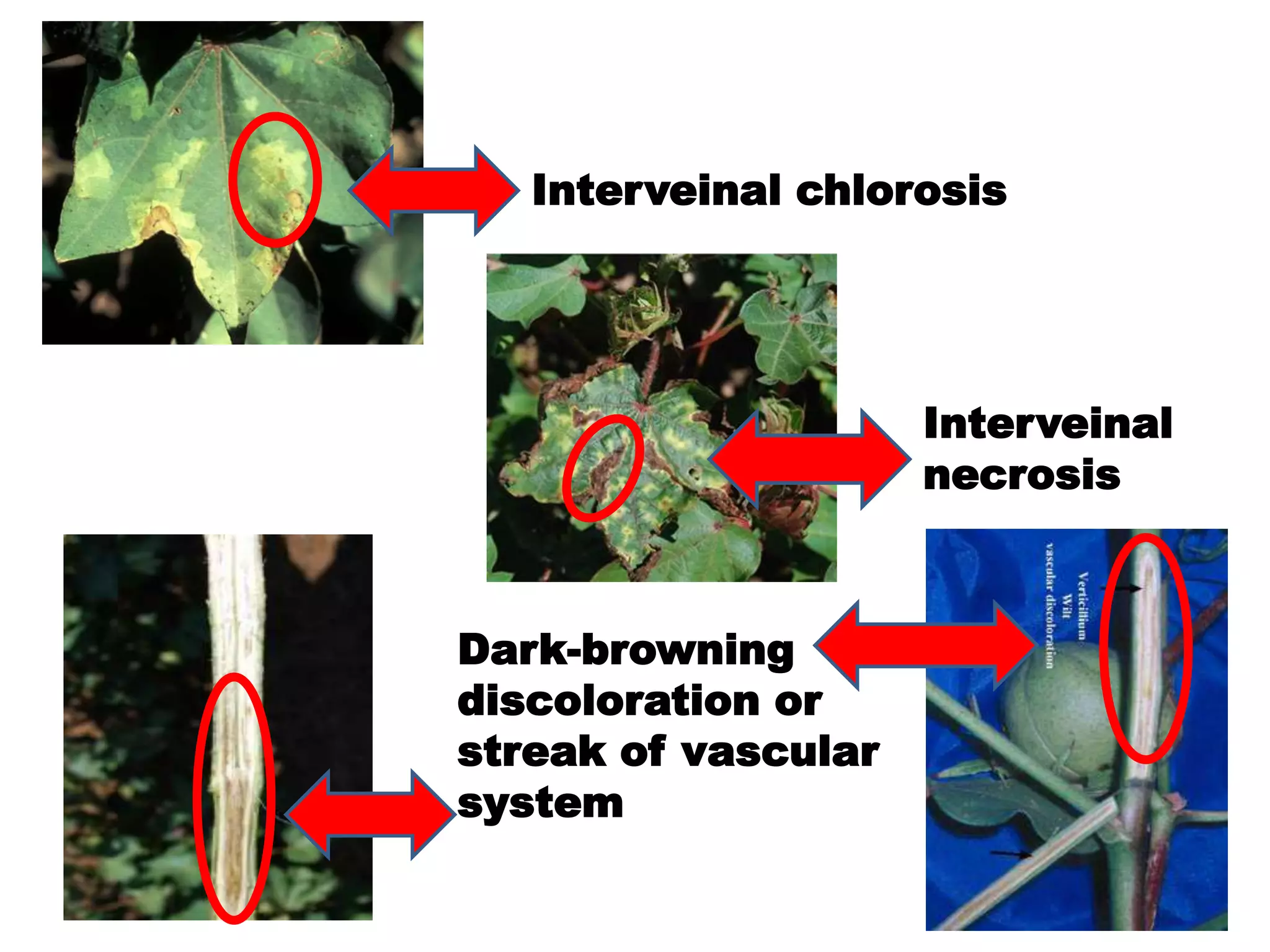 Jute & cotton diseases by zahid | PPT