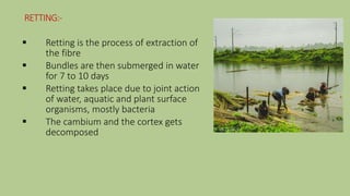 jute cultivation.pptx