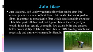 Jute fiber
 Jute is a long , soft , shiny vegetable fiber that can be spun into
coarse. jute is a member of best fiber . Jute is also known as golden
fiber . In contrast to most taxtile fiber which consist mainly cellulose
. Jute fiber part cellulose and part lignin . Jute is therefor partly a
wood . It has high tensely , strength , low extensibility and ensures
better breath ability of fabrics . Jute fiber is 100% bio-degradable and
recyclable and thus environmentally friendly.
 