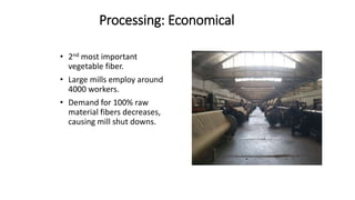 Processing: Economical
• 2nd most important
vegetable fiber.
• Large mills employ around
4000 workers.
• Demand for 100% raw
material fibers decreases,
causing mill shut downs.
 
