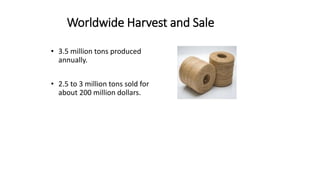Worldwide Harvest and Sale
• 3.5 million tons produced
annually.
• 2.5 to 3 million tons sold for
about 200 million dollars.
 