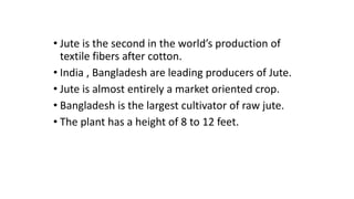 • Jute is the second in the world’s production of
textile fibers after cotton.
• India , Bangladesh are leading producers of Jute.
• Jute is almost entirely a market oriented crop.
• Bangladesh is the largest cultivator of raw jute.
• The plant has a height of 8 to 12 feet.
 