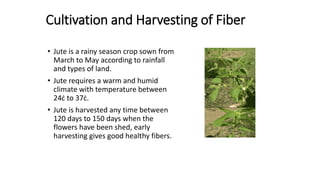 Cultivation and Harvesting of Fiber
• Jute is a rainy season crop sown from
March to May according to rainfall
and types of land.
• Jute requires a warm and humid
climate with temperature between
24ċ to 37ċ.
• Jute is harvested any time between
120 days to 150 days when the
flowers have been shed, early
harvesting gives good healthy fibers.
 