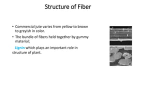Structure of Fiber
• Commercial jute varies from yellow to brown
to greyish in color.
• The bundle of fibers held together by gummy
material;
Lignin which plays an important role in
structure of plant.
 