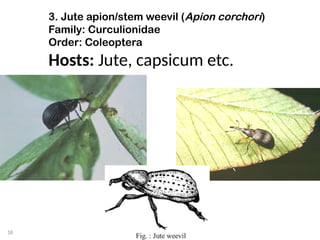 Jute Insects Jute insect, the insect which attack jute plant.pptx
