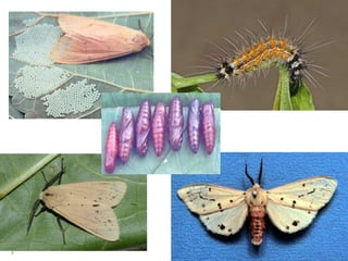 Jute Insects Jute insect, the insect which attack jute plant.pptx