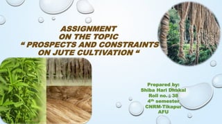 ASSIGNMENT
ON THE TOPIC
“ PROSPECTS AND CONSTRAINTS
ON JUTE CULTIVATION “
Prepared by:
Shiba Hari Dhakal
Roll no. : 38
4th semester
CNRM-Tikapur
AFU
 