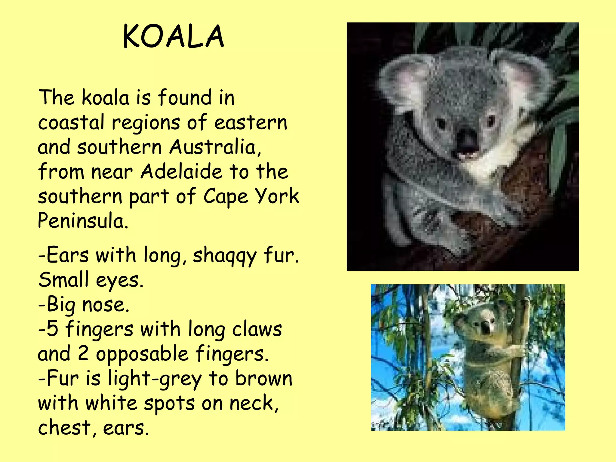 KOALA The koala is found in coastal regions of eastern and southern Australia, from near Adelaide to the southern part of Cape York Peninsula. -Ears with long, shaqqy fur. Small eyes. -Big nose. -5 fingers with long claws and 2 opposable fingers. -Fur is light-grey to brown with white spots on neck, chest, ears.