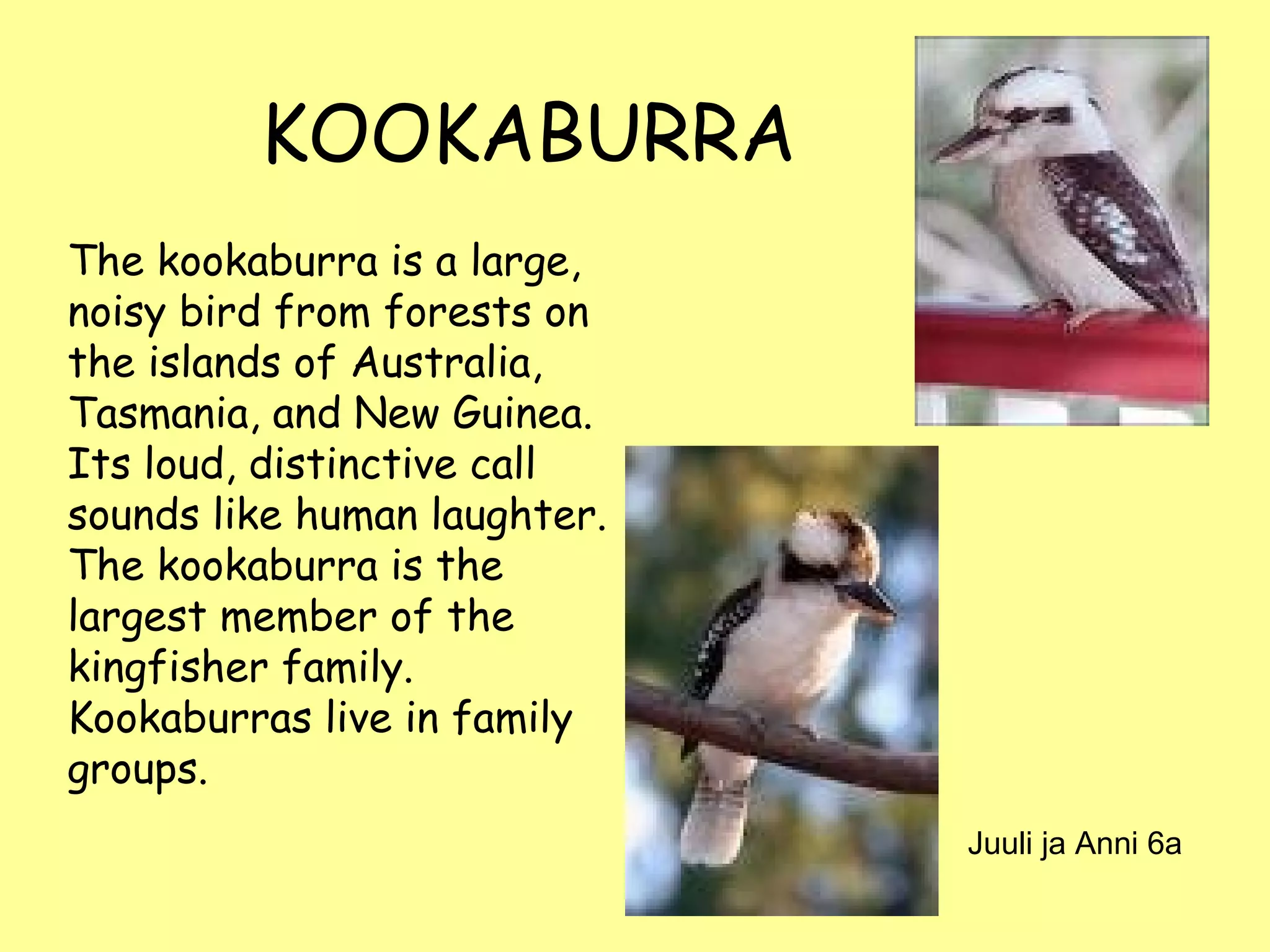 KOOKABURRA The kookaburra is a large, noisy bird from forests on the islands of Australia, Tasmania, and New Guinea. Its loud, distinctive call sounds like human laughter. The kookaburra is the largest member of the kingfisher family. Kookaburras live in family groups. Juuli ja Anni 6a