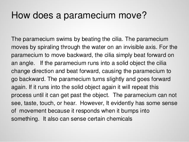What phylum do paramecia belong to?