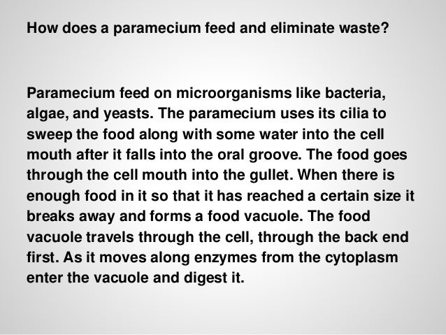 Paramecium