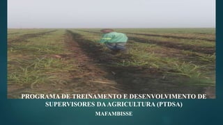 PROGRAMA DE TREINAMENTO E DESENVOLVIMENTO DE
SUPERVISORES DAAGRICULTURA (PTDSA)
MAFAMBISSE
 