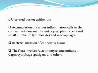  Ulcerated pocket epithelium
 Accumulation of various inflammatory cells in the
connective tissue mainly leukocytes, plasma cells and
small number of lymphocytes and macrophages
 Bacterial invasion of connective tissue
 The flora involves A. actinomycetemcomitans ,
Capnocytophaga sputigena and others
 