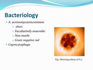 Bacteriology
 A. actinomycetemcomitans
 short
 Facultatively anaerobic
 Non motile
 Gram negative rod
 Caprocytophaga
Fig : Showing colony of A.a
 