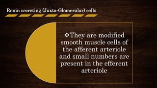 Renin secreting (Juxta-Glomerular) cells
They are modified
smooth muscle cells of
the afferent arteriole
and small numbers are
present in the efferent
arteriole
 
