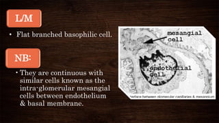 L/M
• Flat branched basophilic cell.
NB:
•They are continuous with
similar cells known as the
intra-glomerular mesangial
cells between endothelium
& basal membrane.
 
