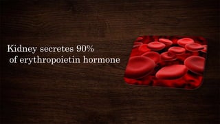 Kidney secretes 90%
of erythropoietin hormone
 