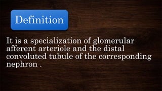 It is a specialization of glomerular
afferent arteriole and the distal
convoluted tubule of the corresponding
nephron .
Definition
 