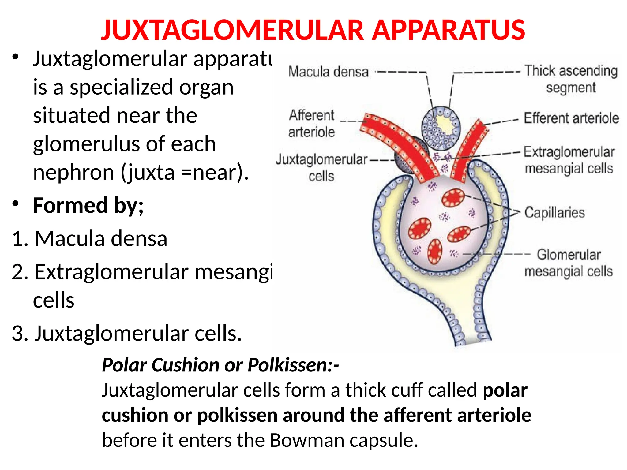 JUXTAGLOMERULAR APPARATUS Physiology pptx JUXTAGLOMERULAR APPARATUS Physiology pptx