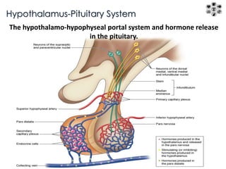Hypothalamus-Pituitary System 
The hypothalamo-hypophyseal portal system and hormone release 
in the pituitary. 
 