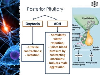 Posterior Pituitary 
Oxytocin ADH 
- Uterine 
contractions; 
- Lactation. 
- Stimulates 
water 
retention; 
- Raises blood 
pressure by 
contracting 
arterioles; 
- Induces male 
aggression. 
 