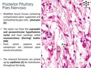 Posterior Pituitary 
Pars Nervosa 
• Modified neural tissues containing 
unmyelinated axons supported and 
ensheathed by glia cells - pituicytes 
(P); 
• The axons run from the supraoptic 
and paraventricular hypothalamic 
nuclei and have swellings called 
neurosecretory (Herring) bodies 
(NB) 
- from which oxytocin and 
vasopressin are released upon 
neural stimulation. 
• The released hormones are picked 
up by capillaries (C) for distribution 
throughout the body. 
 