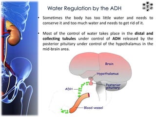 Water Regulation by the ADH 
• Sometimes the body has too little water and needs to 
conserve it and too much water and needs to get rid of it. 
• Most of the control of water takes place in the distal and 
collecting tubules under control of ADH released by the 
posterior pituitary under control of the hypothalamus in the 
mid-brain area. 
 