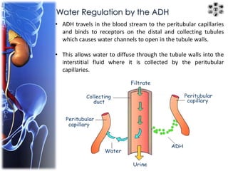 Water Regulation by the ADH 
• ADH travels in the blood stream to the peritubular capillaries 
and binds to receptors on the distal and collecting tubules 
which causes water channels to open in the tubule walls. 
• This allows water to diffuse through the tubule walls into the 
interstitial fluid where it is collected by the peritubular 
capillaries. 
 