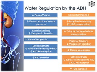 Water Regulation by the ADH 
↓ Plasma Volume 
↓ Venous, atrial and arterial 
pressures 
Posterior Pituitary 
↑ Vasopressin Secretion 
↑ Plasma Vasopressin 
Collecting Ducts 
↑ Tubular Permeability to H2O 
↑ H2O Reabsorption 
↓ H2O excretion 
Excess H2O ingested 
↓ Body-fluid osmolarity 
(↑ H2O concentration) 
↓ Firing by the hypothalamic 
osmoreceptors 
Posterior Pituitary 
↓ Vasopressin Secretion 
↓ Plasma Vasopressin 
Collecting Ducts 
↓ Tubular Permeability to H2O 
↓ H2O Reabsorption 
↑ H2O excretion 
 