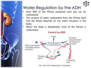 Water Regulation by the ADH 
• Over 99% of the filtrate produced each day can be 
reabsorbed. 
• The amount of water reabsorbed from the filtrate back 
into the blood depends on the water situation in the 
body. 
• When the body is dehydrated, most of the filtrate is 
reabsorbed. 
 