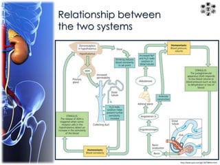 Relationship between 
the two systems 
http://www.quia.com/jg/1367589list.html 
 