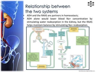 Relationship between 
the two systems 
• ADH and the RAAS are partners in homeostasis; 
• ADH alone would lower blood Na+ concentration by 
stimulating water reabsorption in the kidney, but the RAAS 
helps maintain balance by stimulating Na+ reabsorption. 
http://www.quia.com/jg/1367589list.html 
 