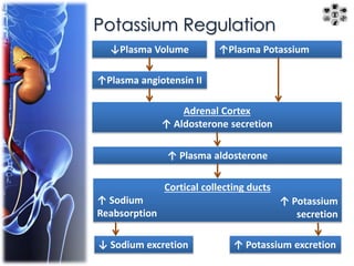 Potassium Regulation 
↓Plasma Volume 
↑Plasma angiotensin II 
↑Plasma Potassium 
Adrenal Cortex 
↑ Aldosterone secretion 
↑ Plasma aldosterone 
Cortical collecting ducts 
↑ Sodium 
Reabsorption 
↑ Potassium 
secretion 
↓ Sodium excretion ↑ Potassium excretion 
 