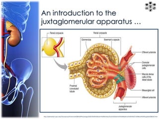 An introduction to the 
juxtaglomerular apparatus … 
http://apbrwww5.apsu.edu/thompsonj/Anatomy%20&%20Physiology/2020/2020%20Exam%20Reviews/Exam%204/CH25%20Nephron%20III%20-%20Blood%20Supply%20&JGA.htm 
 