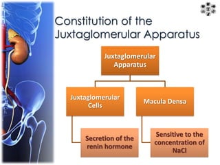 Constitution of the 
Juxtaglomerular Apparatus 
Juxtaglomerular 
Apparatus 
Juxtaglomerular 
Cells 
Secretion of the 
renin hormone 
Macula Densa 
Sensitive to the 
concentration of 
NaCl 
 