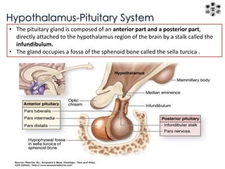 Hypothalamus-Pituitary System 
• The pituitary gland is composed of an anterior part and a posterior part, 
directly attached to the hypothalamus region of the brain by a stalk called the 
infundibulum. 
• The gland occupies a fossa of the sphenoid bone called the sella turcica . 
 
