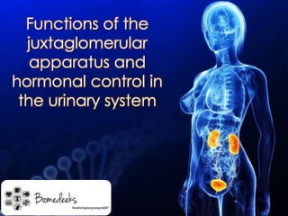 Functions of the 
juxtaglomerular 
apparatus and 
hormonal control in 
the urinary system 
 