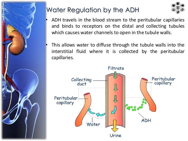 juxtaglomerular apparatus