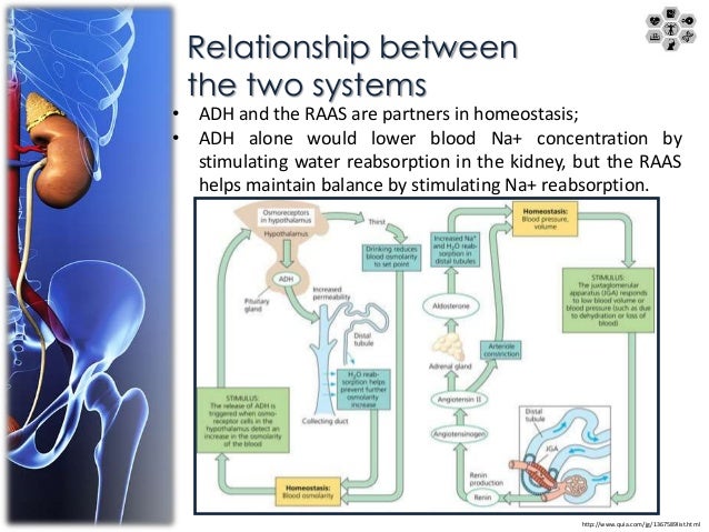 juxtaglomerular apparatus