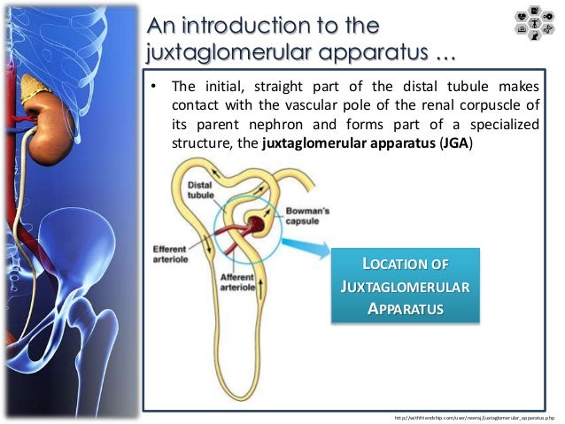 juxtaglomerular apparatus