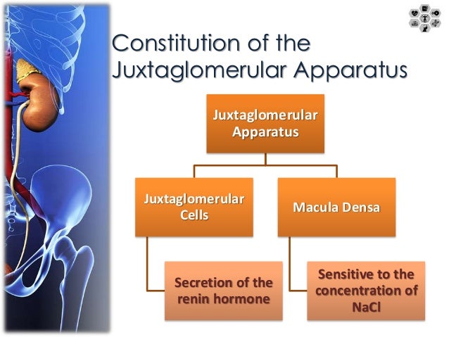juxtaglomerular apparatus