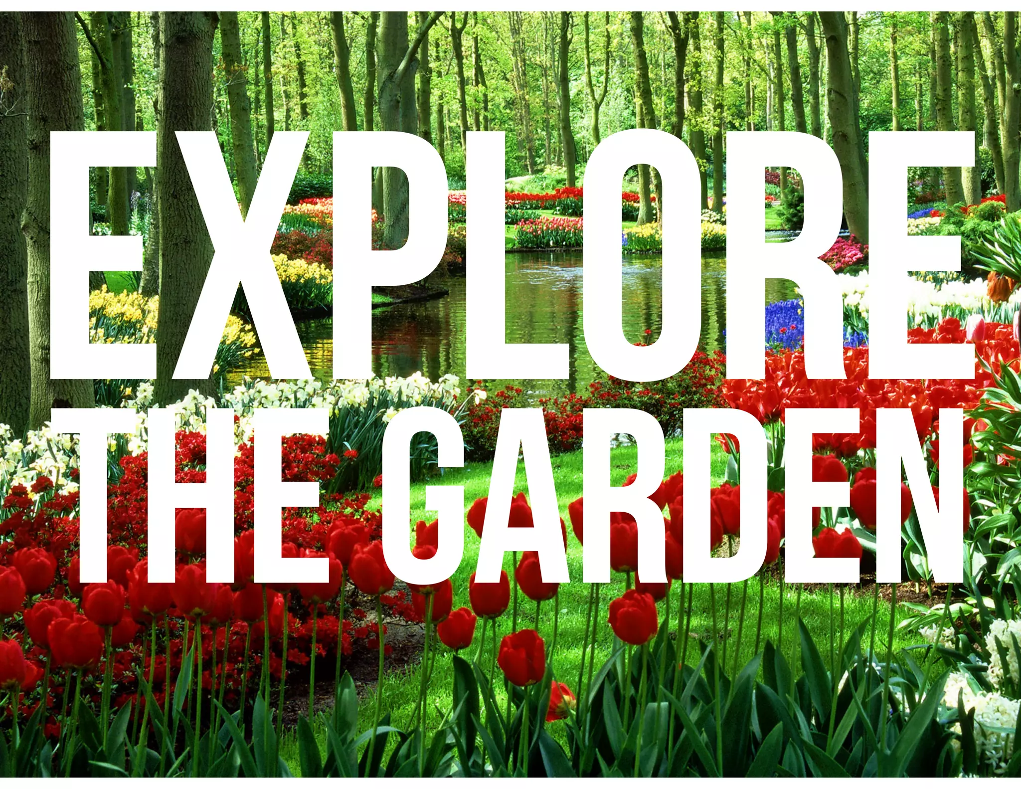 EXPLORE
THE GARDEN
 