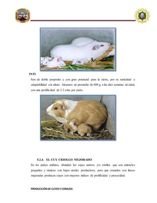 PRODUCCIÓNDE CUYESY CONEJOS
E.A.P. DE ZOOTECNIA
UNIVERSIDADNACIONALDE
HUANCAVELICA - FACULTAD
D
ECIENCIASDEINGENIERIA
INTI
Son de doble propósito y con gran potencial para la sierra, por su rusticidad y
adaptabilidad a la altura. Alcanzan un promedio de 800 g. a las diez semanas de edad,
con una prolificidad de 3.2 crías por parto.
5.2.4. EL CUY CRIOLLO MEJORADO
En los países andinos, abundan los cuyes nativos y/o criollos que son animales
pequeños y rústicos con bajos niveles productivos, pero que cruzados con líneas
mejoradas producen cuyes con mayores índices de prolificidad y precocidad.
 