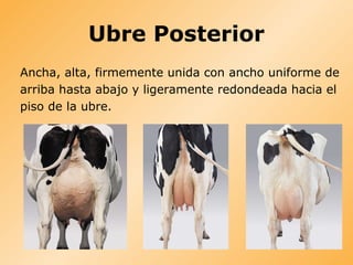 Ubre Posterior
Ancha, alta, firmemente unida con ancho uniforme de
arriba hasta abajo y ligeramente redondeada hacia el
piso de la ubre.
 