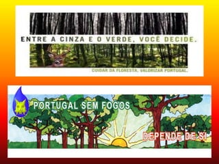 Incêndios Florestais