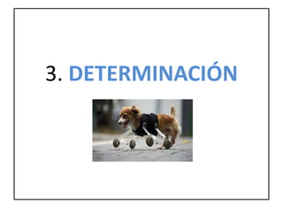 3. DETERMINACIÓN
 