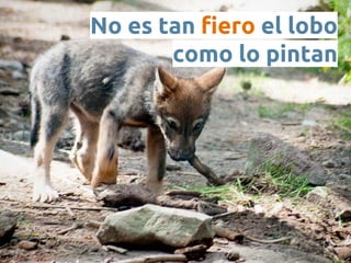 No es tan fiero el lobo 
como lo pintan 
 