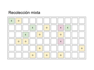 Recolección mixta 
E O 
O 
E 
E X 
O 
X 
E 
O 
O O 
O 
O 
O 
O 
O 
 